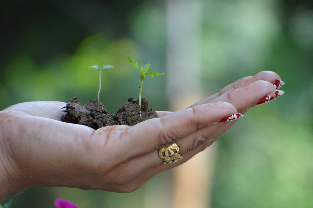 Mastering the First Impression: Your intriguing post title goes here Close-up of a hand holding seedlings and soil, symbolizing new growth and sustainability.